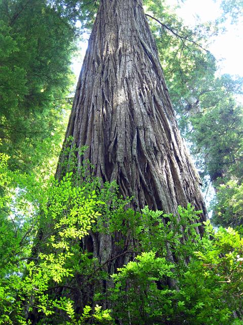 Bolan Mt & Redwoods-155.JPG - Boy Scout Tree Trail